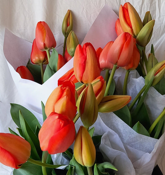 Why I Love Growing Tulips Outdoors