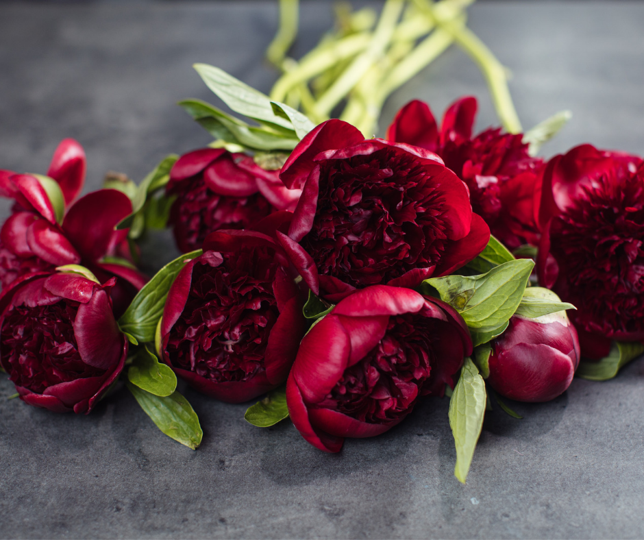 Red Charm Double Peony Bouquet -Pre - Order Now. – Where Cornflowers Grow