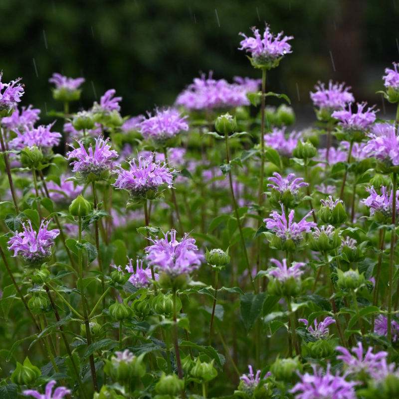 Lemon Bergamot plant's - coming soon