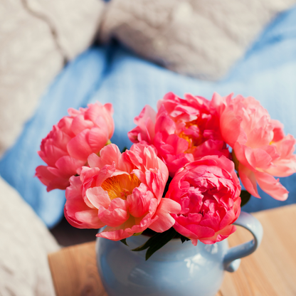 Peonies - Lush and Fragrant Blooms Pre - Order now. Available from 1 Nov